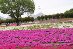 2017 群馬みさと芝桜公園 (2)