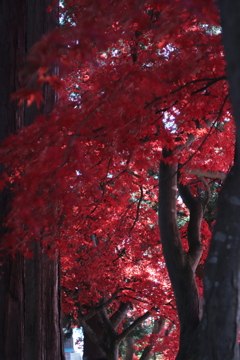 茅野市長円寺の紅葉から 3