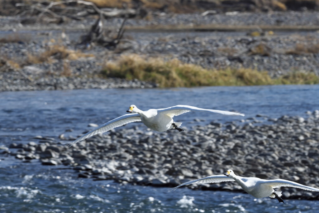 再び犀川白鳥湖と御宝田遊水地の白鳥 (2)