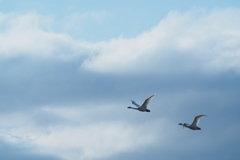 白鳥が舞う2019 (2)