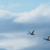 白鳥が舞う2019 (2)