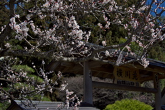 横川サービスエリアにて 2020-3 (1)