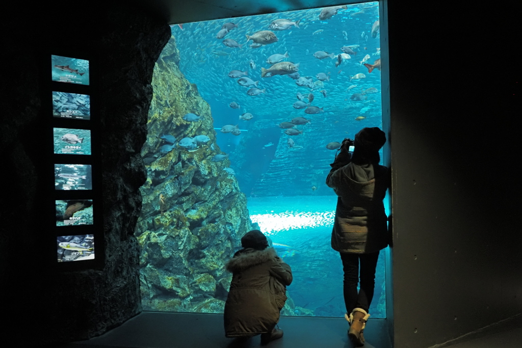 水族館の水槽の中を撮る人を撮る