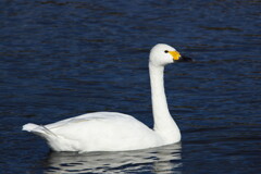 犀川白鳥湖の白鳥を撮ってみた (8)
