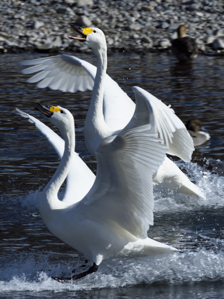 再び犀川白鳥湖と御宝田遊水地の白鳥 (3)