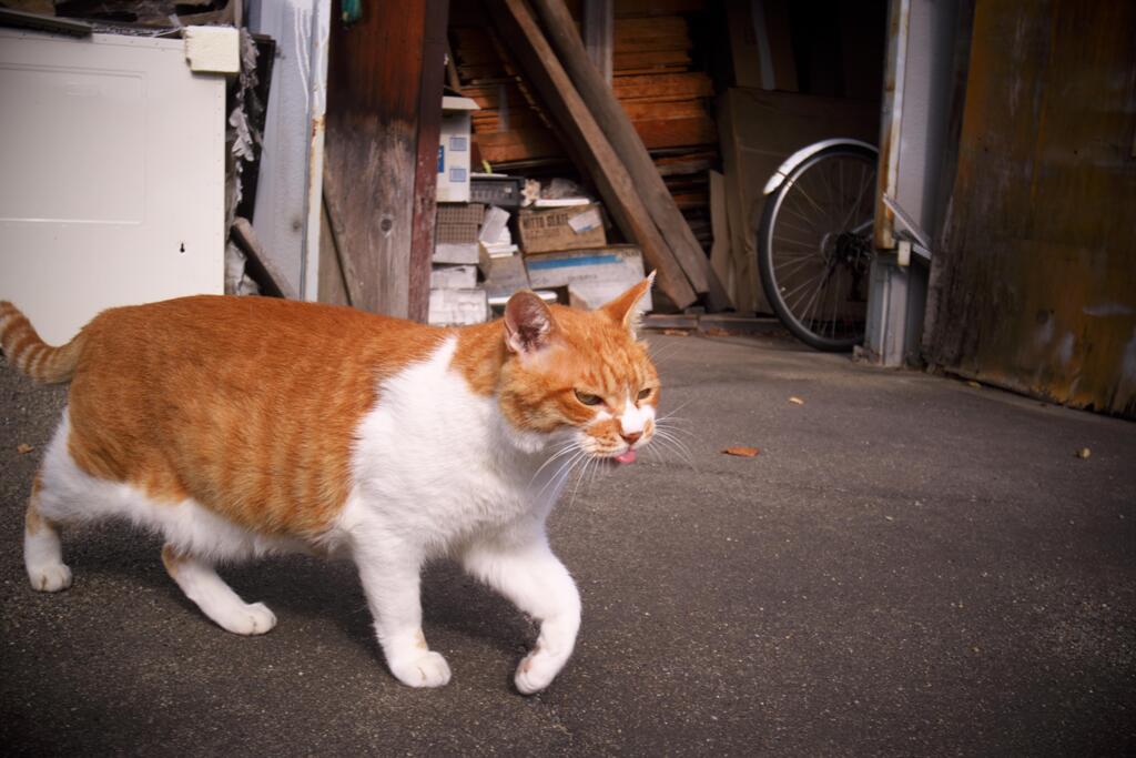 ベェーッ！トルナヨォ！！