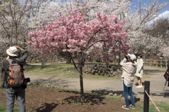 2019春の懐古園で撮る人を撮る (2)