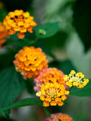 2019 碓氷川熱帯植物園＃２ (5)