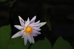 温室の花