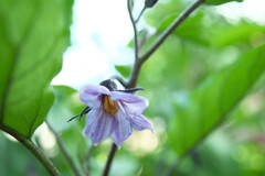 静かにナスの花
