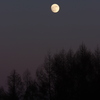 カラマツ林と十三夜の月