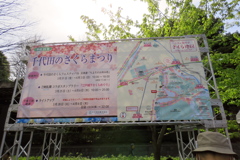 17_04_02 東京 千鳥ヶ淵にて (6)