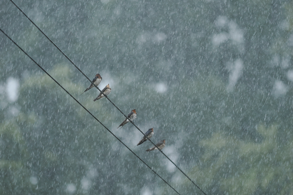 雨に打たれる