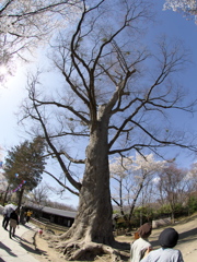 2019春の懐古園にて (9)