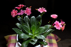 我が家の花 2018