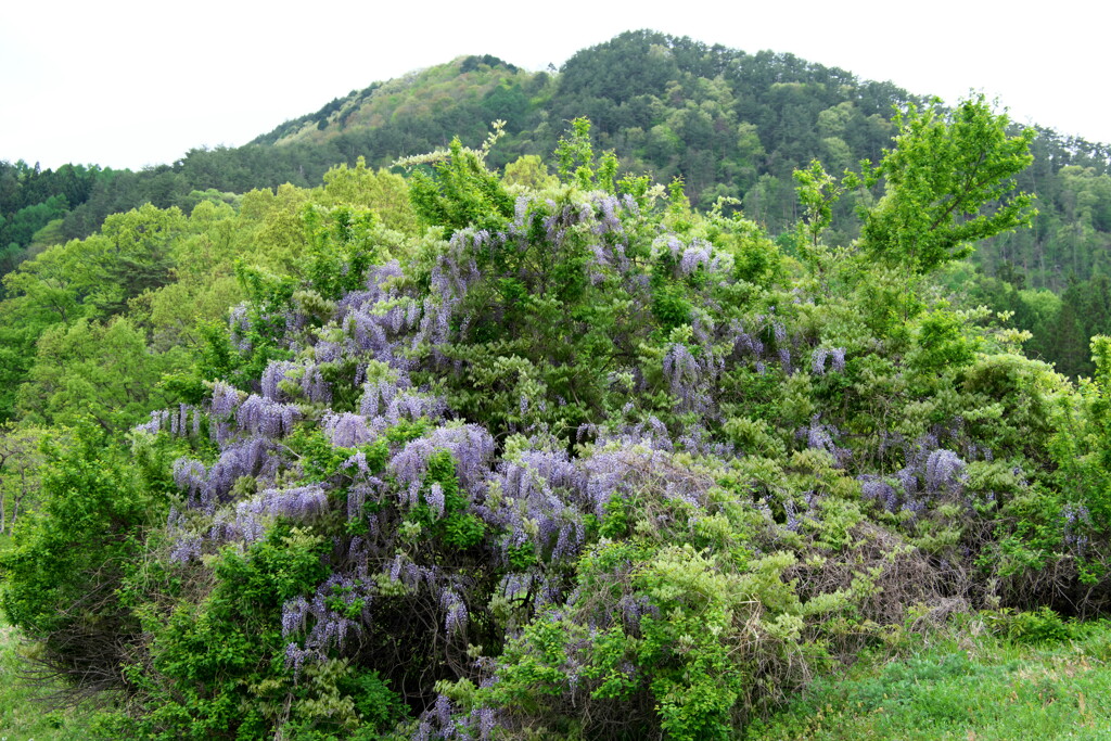 新緑の山と山藤を手持ちハイレゾにて