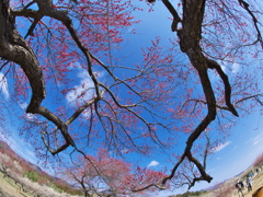 秋間梅林・観梅公園にて (7)