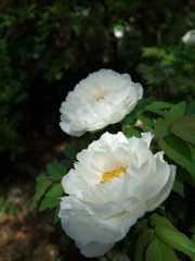 上田市 前山寺にて (7)