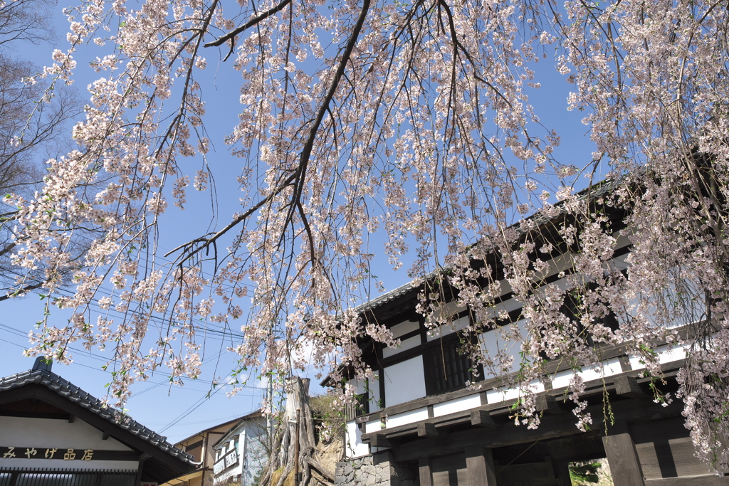 2019春の懐古園にて (3)