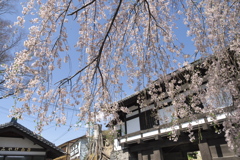 2019春の懐古園にて (3)