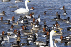 再び犀川白鳥湖と御宝田遊水地の白鳥 (6)