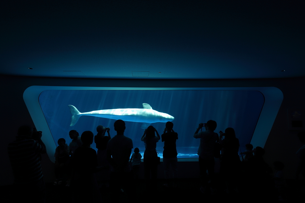 上越市立水族博物館 うみがたりのシロイルカを撮る人たちを撮る