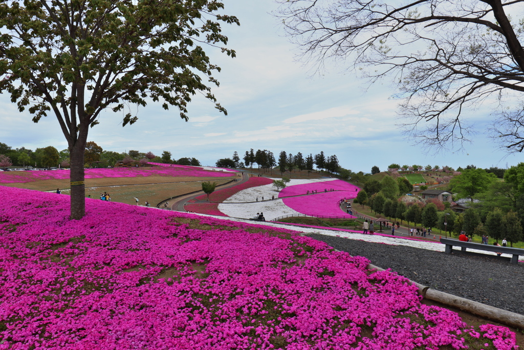 群馬 八王子山公園にて 2018  (3)