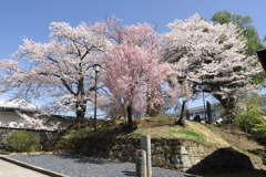 2019春の懐古園にて (2)