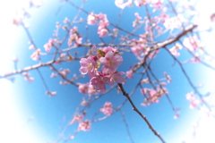 河津桜