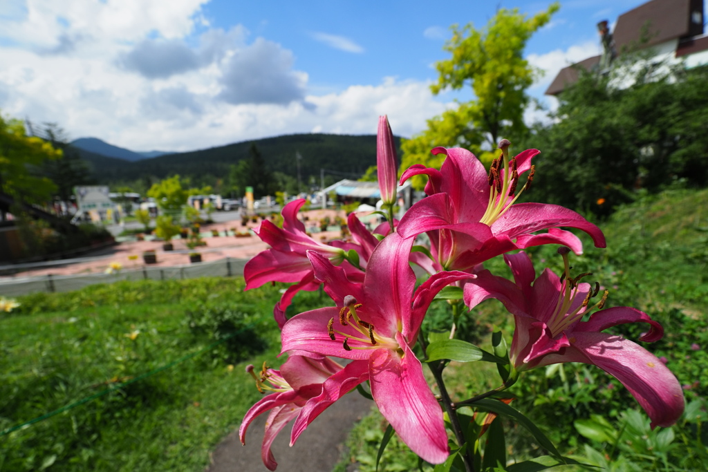 2019 白樺湖 黄金アカシアと花の丘にて (2)