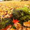 雨の日の紅葉狩り 4