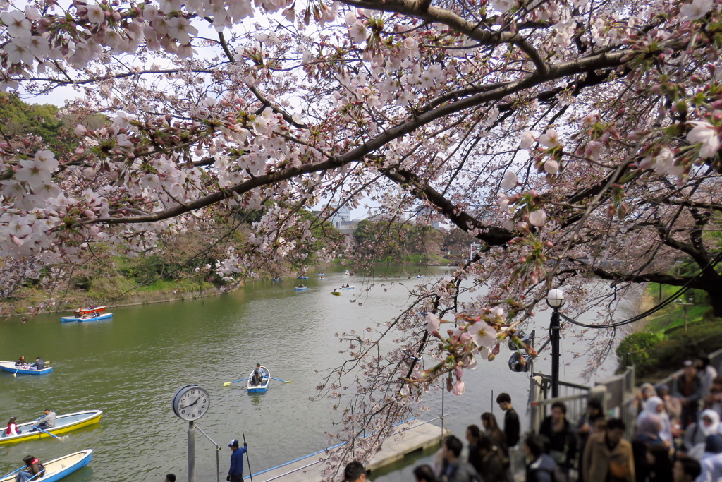 17_04_02 東京 千鳥ヶ淵にて (5)