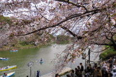 17_04_02 東京 千鳥ヶ淵にて (5)