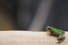 コレ、ヘビノセナカジャナイヨネ？