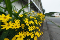 庭先草花