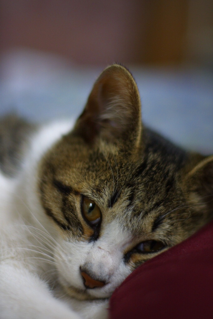 EOS D30の時 27