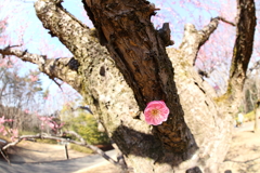 梅一輪
