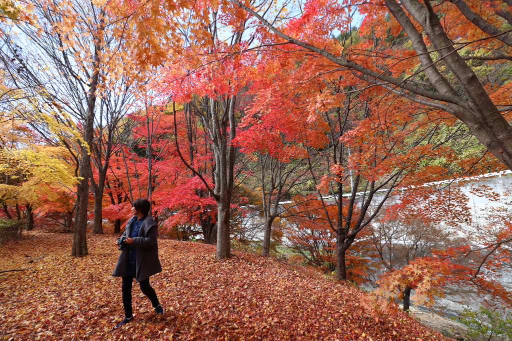 紅葉を撮る人を撮る