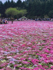 2019 富士芝桜まつりにて (5)