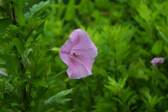 EOS D30の時 34