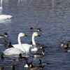 再び犀川白鳥湖と御宝田遊水地の白鳥 (5)