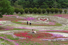 2017 群馬みさと芝桜公園 (9)