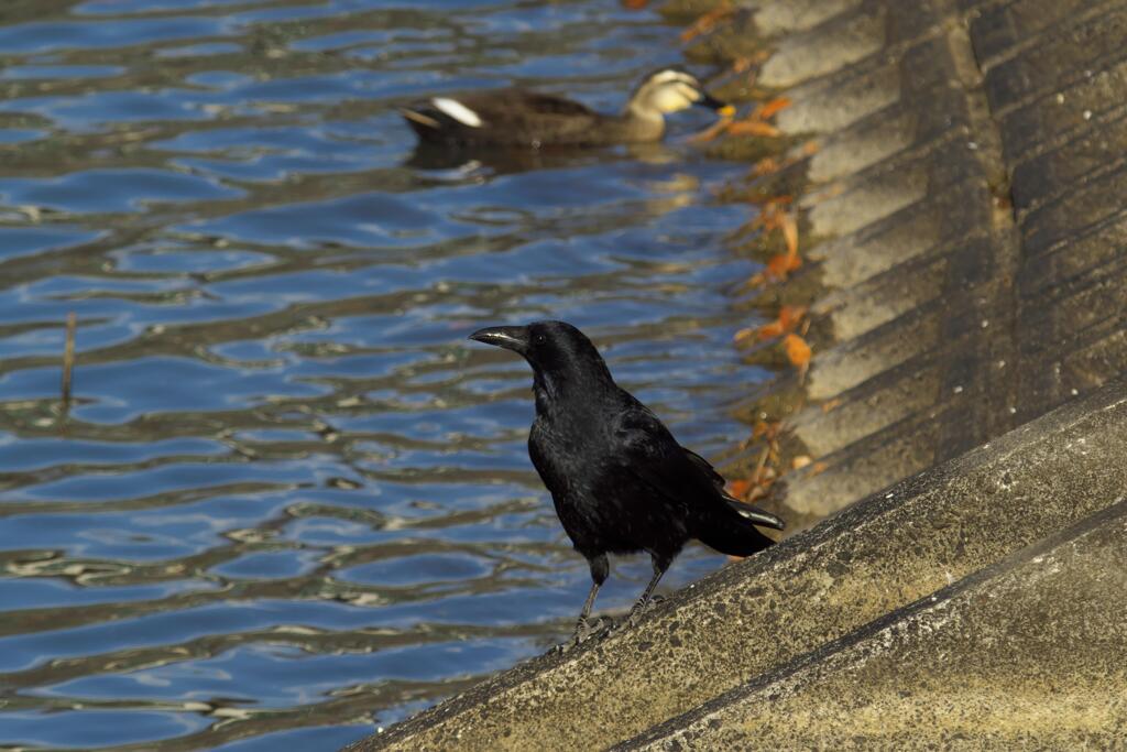 明神池のカモを撮ってみた (3)カラスが乱入