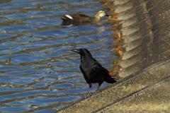 明神池のカモを撮ってみた (3)カラスが乱入