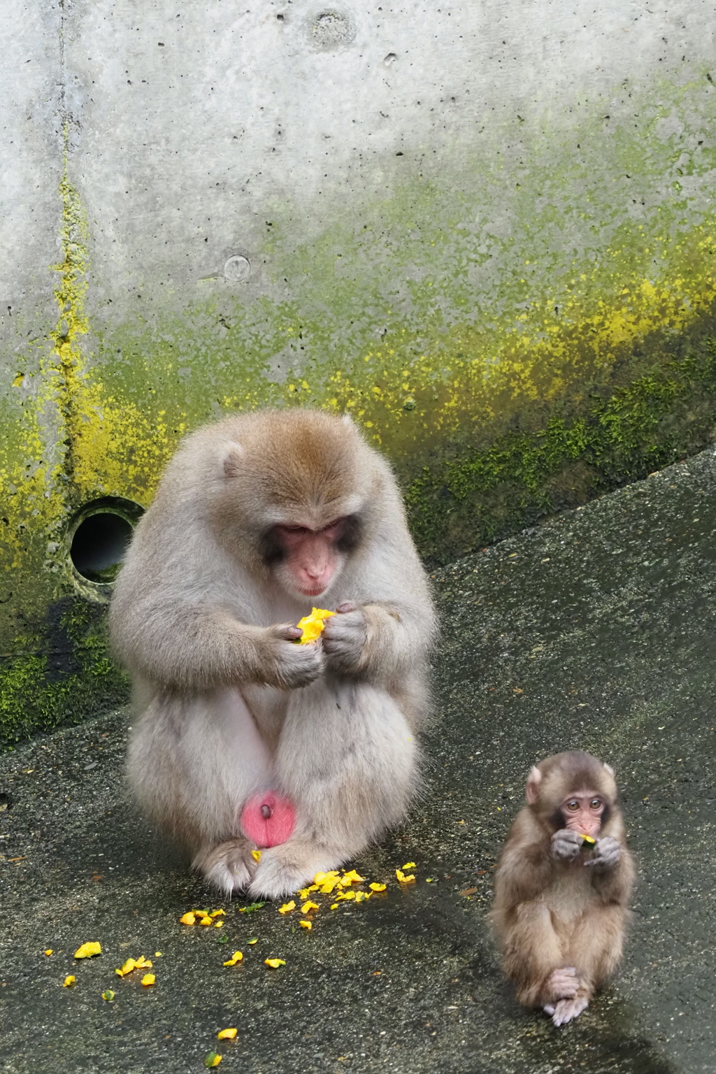 お猿の親子 By Shoi Id 写真共有サイト Photohito