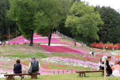 2017 群馬みさと芝桜公園 (1)