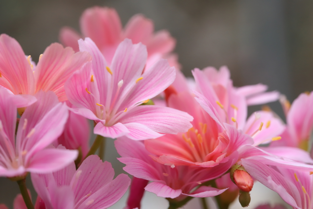 庭の花より