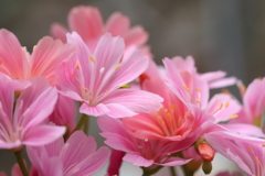 庭の花より