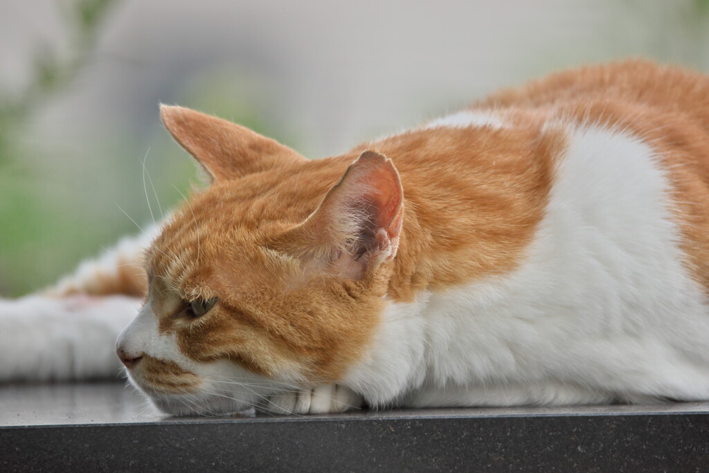 Test Shot RF 800mm #2
