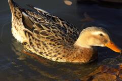 明神池のカモを撮ってみた (5)